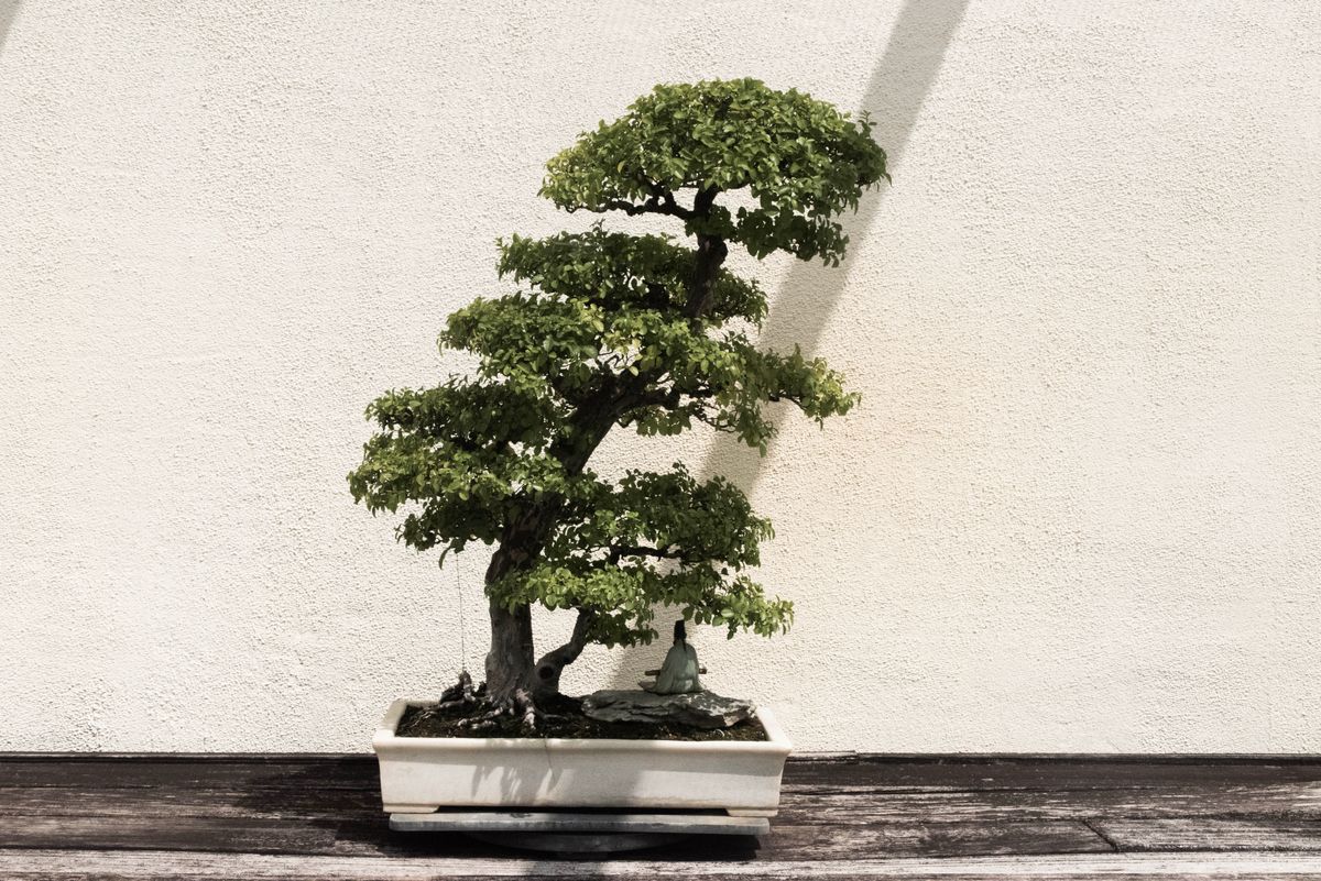 Green Giving: Low-Maintenance Plants and Elegant Ceramics for the Plant Lover's Birthday