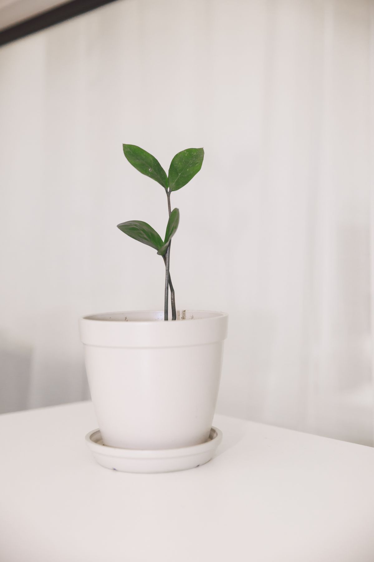 Living Energy: Curating the Perfect Indoor Plant and Hand-Thrown Ceramic Match for Her Space